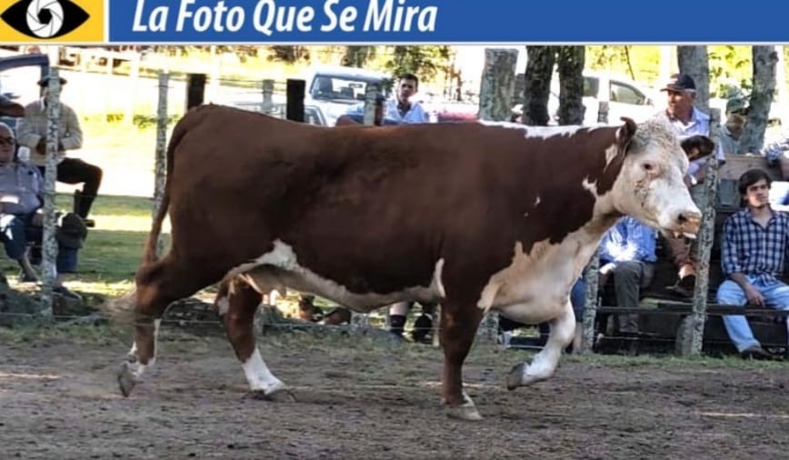 IMAGEN DE vaca pampa se vendió en U$S 1.360 (precio martillo) en la reciente feria en local Paso Casildo.