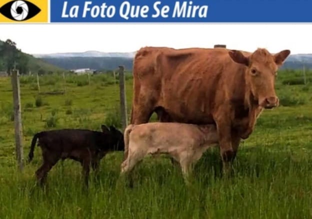 la foto que se mira, Vaca que parió mellizo, un negro, otro colorado. Es de doña Amabilia Rodríguez (82 años), del Valle del Lunarejo.