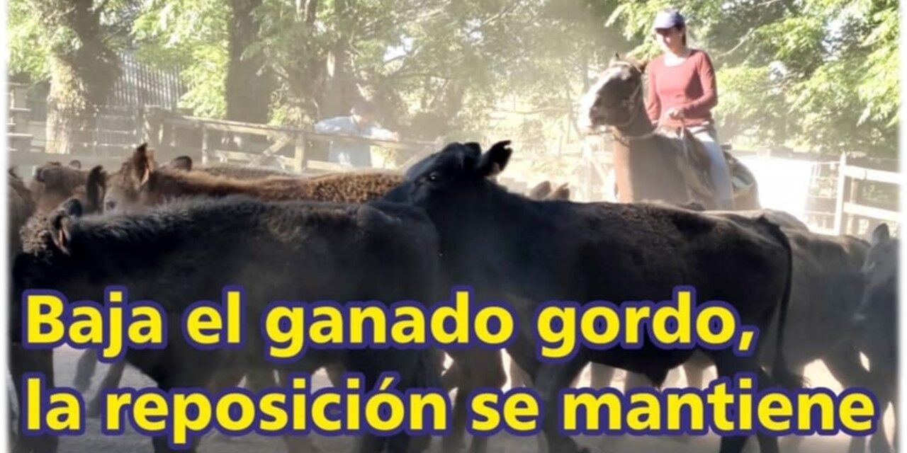 Palenque Rural: baja el ganado gordo y la reposición se mantiene