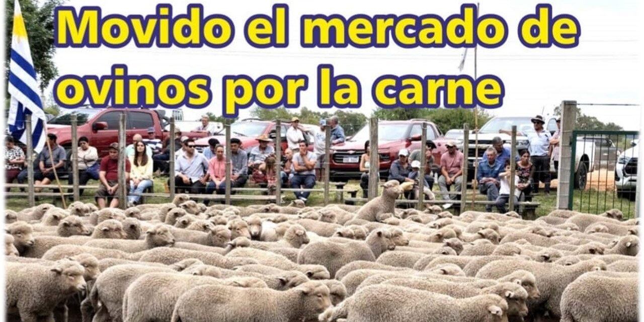Palenque Rural: movido el mercado de ovinos por la carne