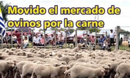 Palenque Rural: movido el mercado de ovinos por la carne