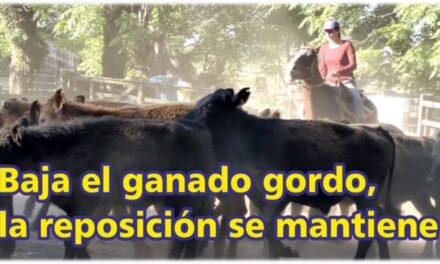 Palenque Rural: baja el ganado gordo y la reposición se mantiene