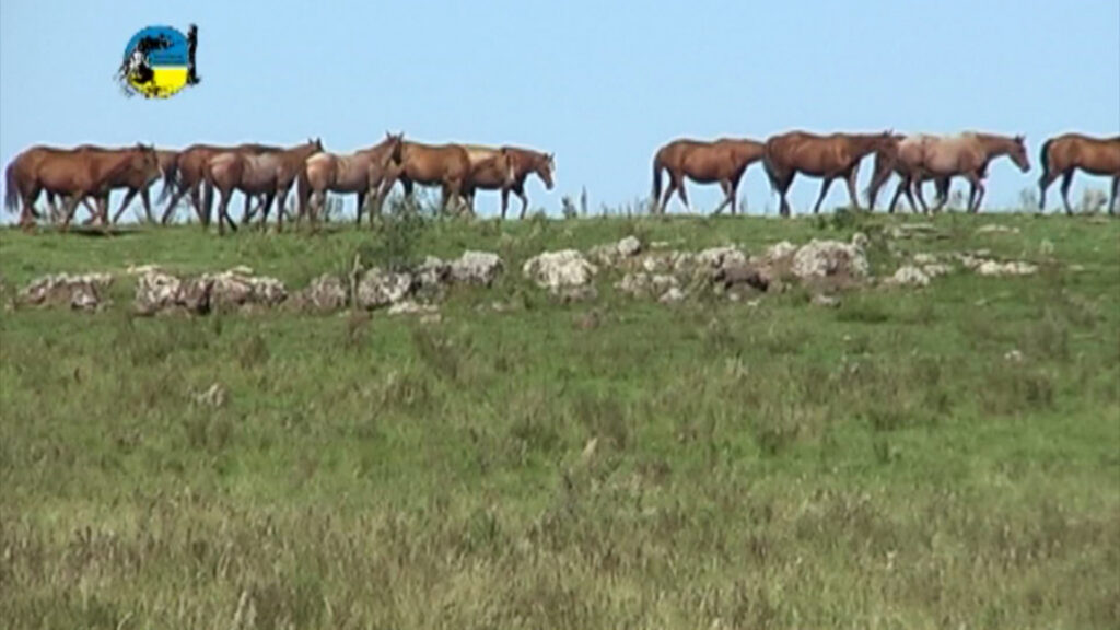 imagen de caballos en el campo, El precio del yeguarizo en noviembre fue de $56.40 por kilo