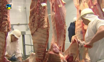 Faena bovina fue de 51.173 cabezas