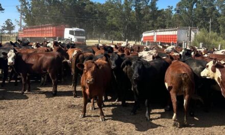 La ley permite enviar ganado con garrapata a faena