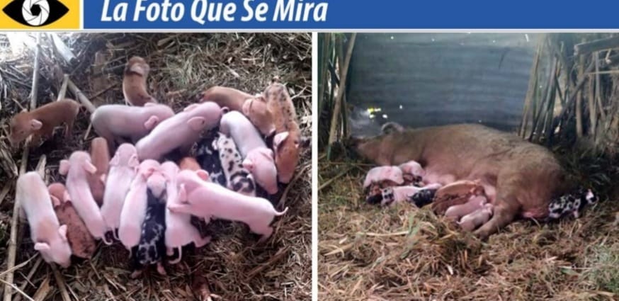 IMAGEN DE LA FOTO QUE SE MIRA, Cerda de un establecimiento en Buena Orden (Rivera) parió 22 lechones. Buena producción.
