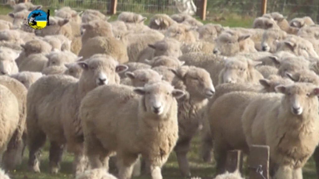 imagen de corderos en el campo