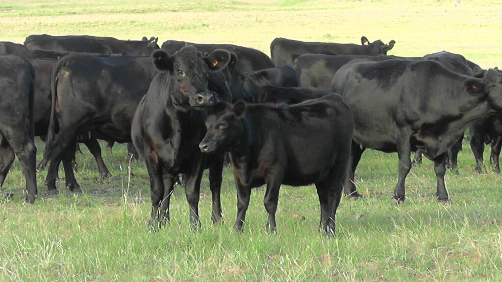 imagen de ganado en el campo, Pantalla Uruguay vendió 5.381 vacunos en el remate 305º