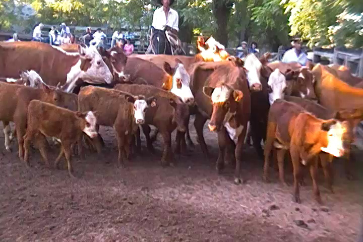 imagen de ganados en la pista, Juan José Porto en local Tacuarembó: 10 puntos para la última feria del año 2025.