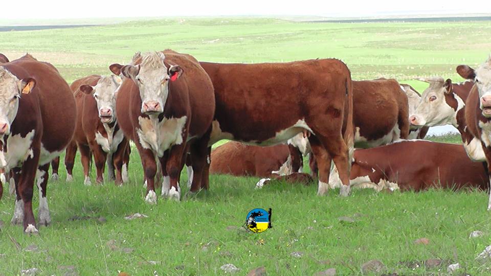 imagen de ganado en el campo, Lote 21 colocó el 98.5% de la oferta en el remate 240º