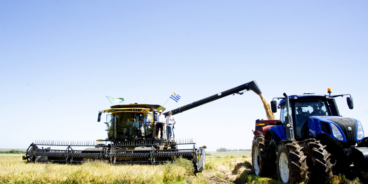 Mercado agrícola local sigue el vaivén del mercado internacional