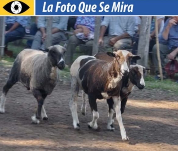 IMAGEN DE Lanares tobianos en la pista del local Zapará.