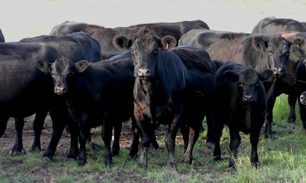 Demanda por carne supera la oferta los precios del ganado se mantienen firmes