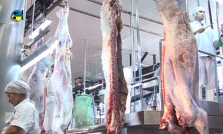 Faena bovina fue de 41.816 cabezas
