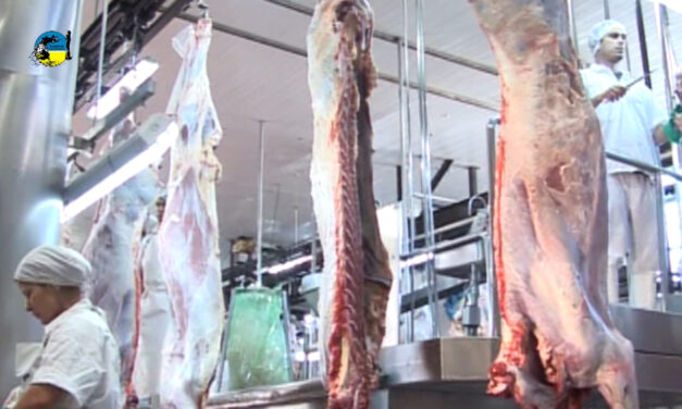 Faena bovina fue de 41.816 cabezas