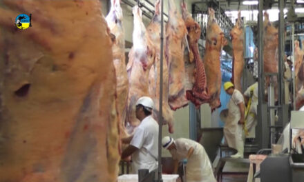 Faena bovina fue de 46.081 cabezas