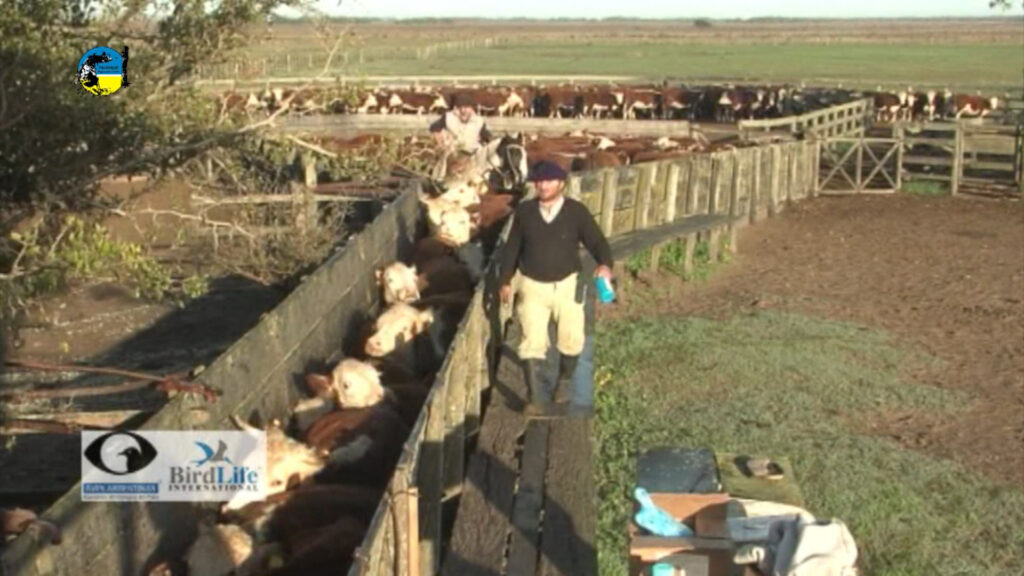 imagen de ganado en corrales, Novillo Mercosur: aumentos destacados en Paraguay y la Argentina