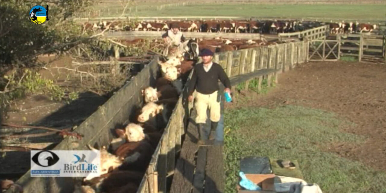 Novillo Mercosur: llamativa estabilidad del precio en Argentina