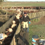 Novillo Mercosur: llamativa estabilidad del precio en Argentina