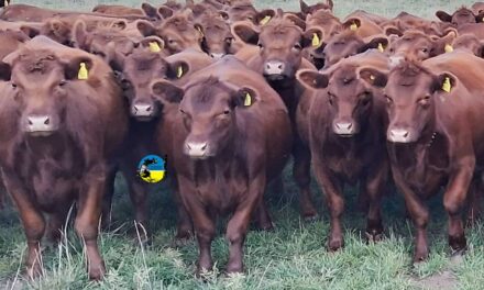 Novillo Mercosur: aumentos destacados en Paraguay y Argentina