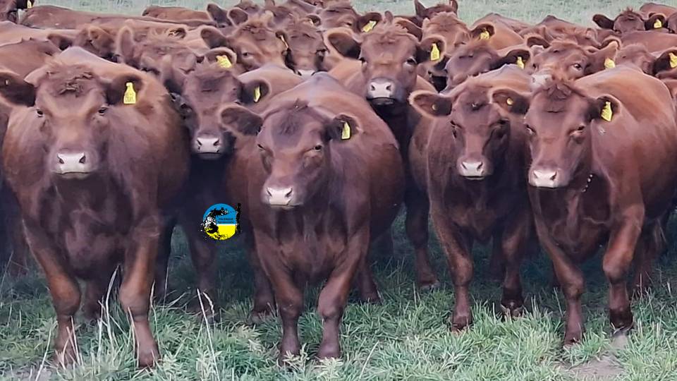 Novillo Mercosur: aumentos destacados en Paraguay y Argentina