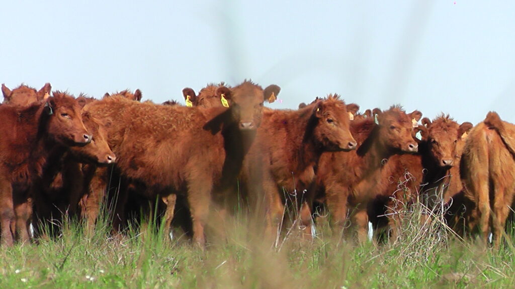 imagen de ganado en el campo, Novillo Mercosur: Brasil y Uruguay tuvieron subas 