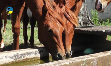 El valor del equino en diciembre fue de $56.13 por kilo