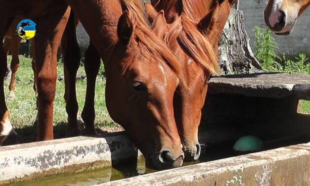 El valor del equino en diciembre fue de $56.13 por kilo