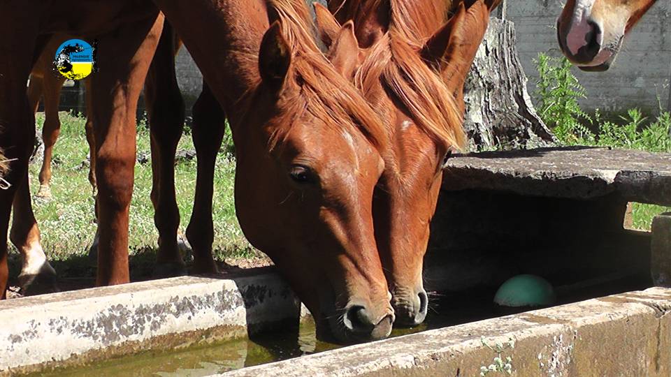 El valor del equino en diciembre fue de $56.13 por kilo
