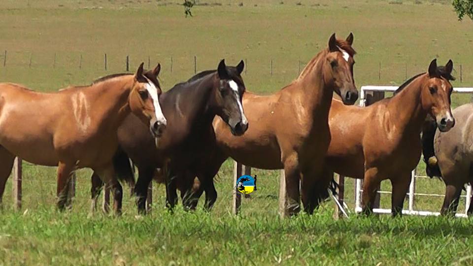 imagen de caballos, El valor del equino en el mes de diciembre 2025 fue de $56.13 por kilo