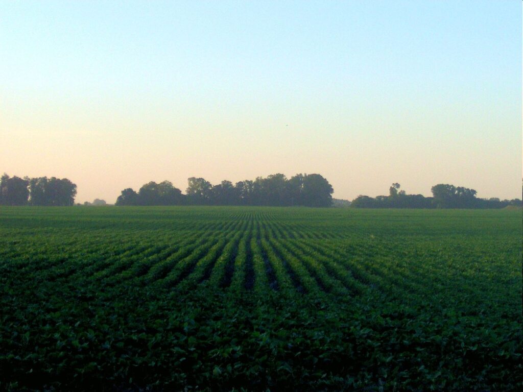 imagen de plantación de soja, Los cultivos de verano están con problemas por la falta de lluvias