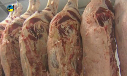 Faena bovina fue de 51.957 cabezas