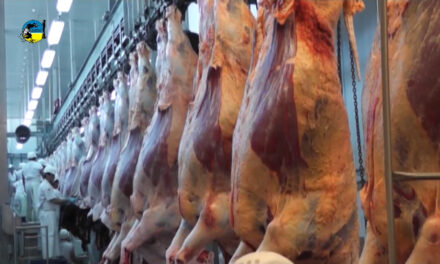 Faena bovina fue de 45.984 cabezas