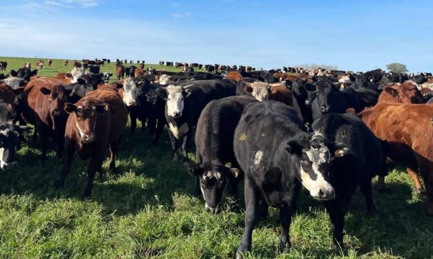 Plaza Rural vendió 8.477 vacunos en el remate 317º