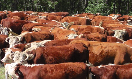 Plaza Rural colocó el 100% de la oferta en el remate 315º