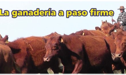 Palenque Rural: la ganadería a paso firme