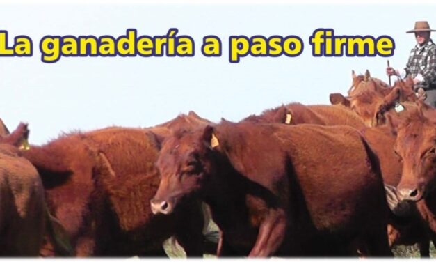 Palenque Rural: la ganadería a paso firme