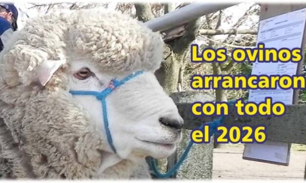 Palenque Rural: los ovinos arrancaron con todo el 2026