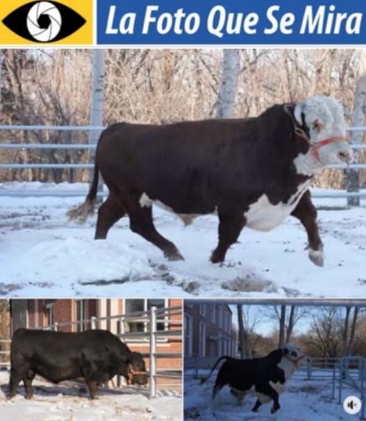 imagen de los toros que obsequió uruguay a china