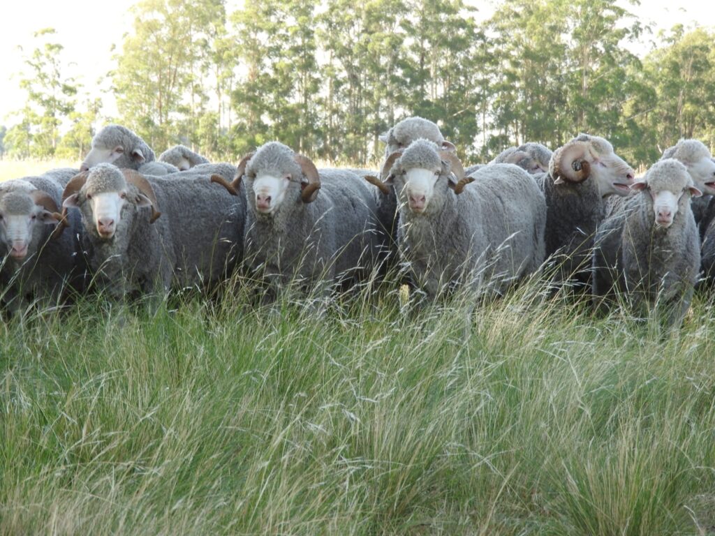 imagen de carneros en el campo, El Arazá apronta su remate anual con una oferta de “animales espectaculares».