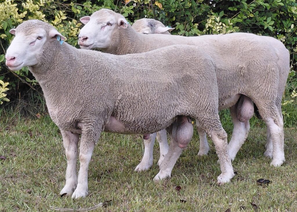 imagen de carneros poll dorset