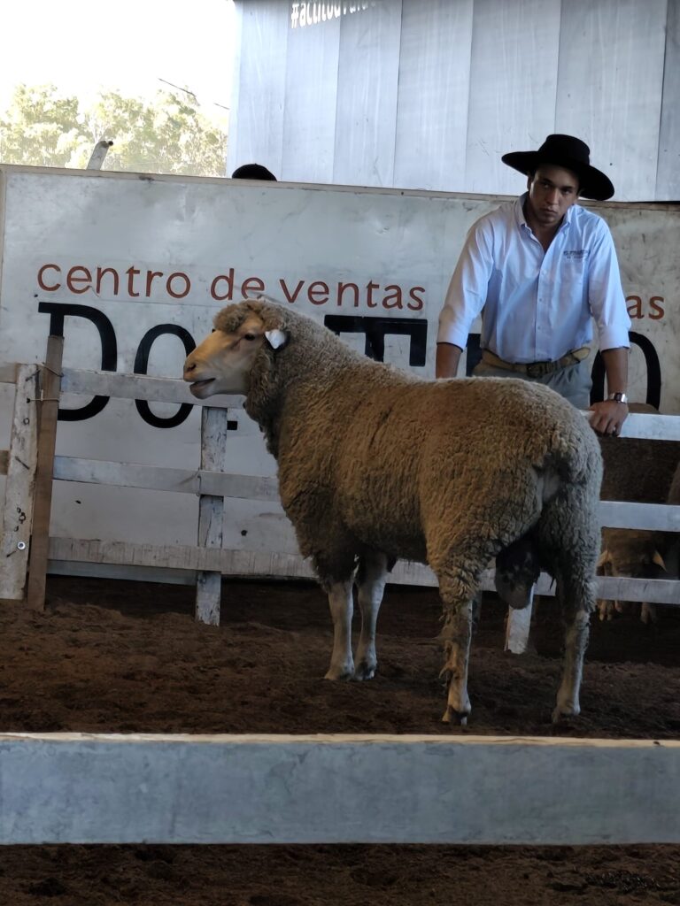 IMAGEN DE CARNERO MERINO DOHNE, Cabaña El Piramidal: Un remate 10 puntos