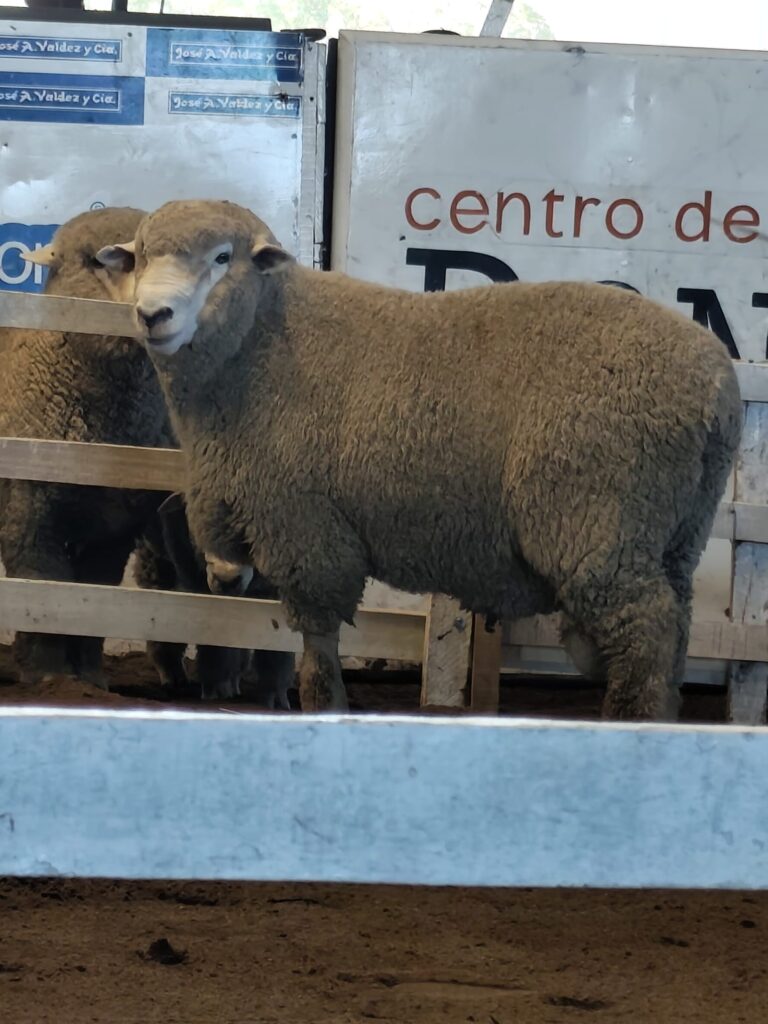 IMAGEN DE CARNERO CORRIEDALE, Cabaña El Piramidal: Un remate 10 puntos
