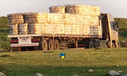 Esta semana se comercializaron 192.900 kilos de lana