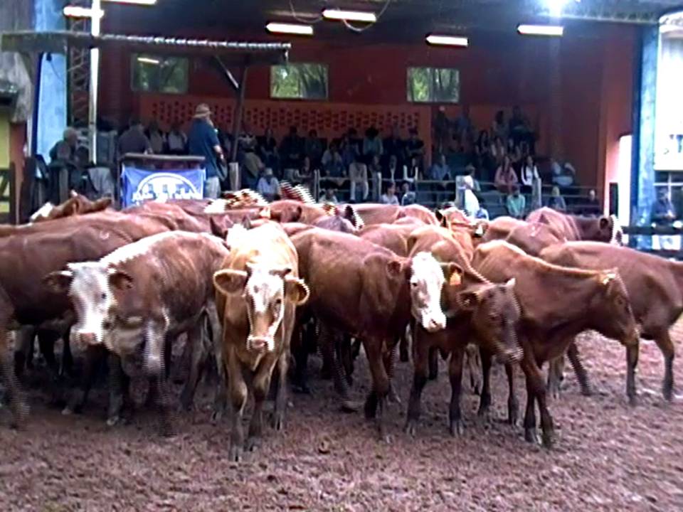 imagen de ganado en pista de ventas, Porto en la Rural de Tacuarembó: Una feria sin respiro