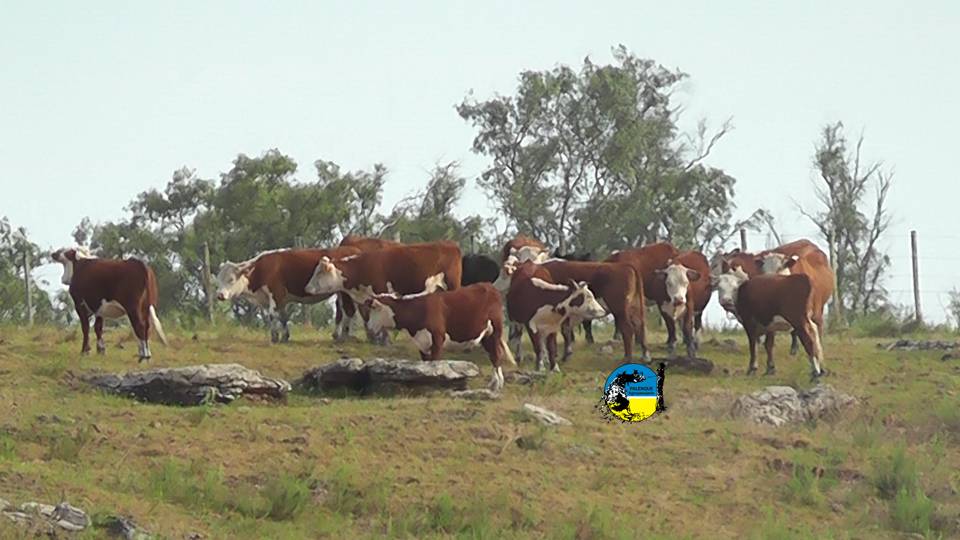IMAGEN DE GANADO, Plaza Rural vendió 8.477 vacunos en el remate 317º,