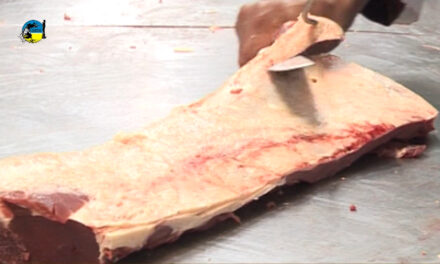 Faena bovina fue de 37.316 cabezas