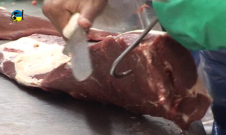 Faena bovina fue de 41.963 cabezas