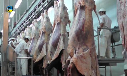 Faena bovina fue de 36.855 cabezas