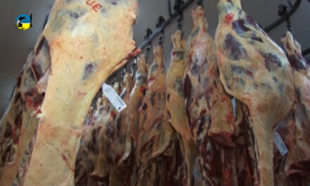 Faena bovina fue de 41.106 cabezas